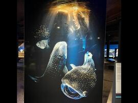 Ein großeses Bild mit zwei riesigen Fischen