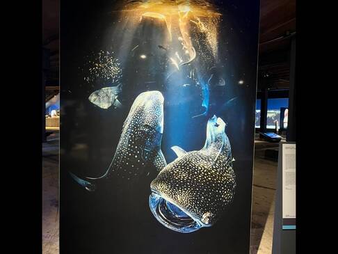 Ein großeses Bild mit zwei riesigen Fischen