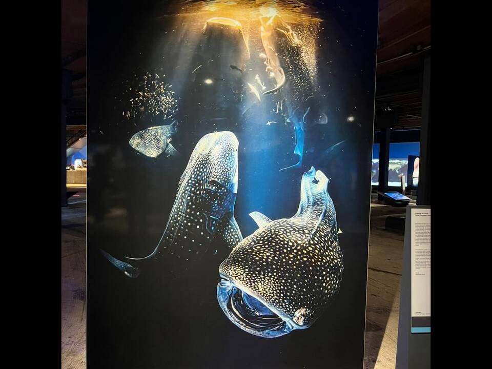 Ein großeses Bild mit zwei riesigen Fischen