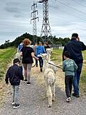 Kinder und Erwachssene gehen mit den Alpakas spazieren.