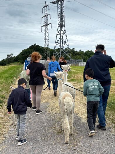 Kinder und Erwachssene gehen mit den Alpakas spazieren.