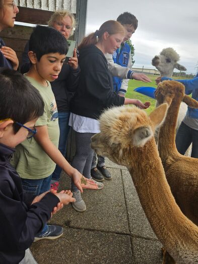 Kinder füttern die Tiere.