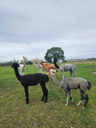 Vier Alpakas stehen auf einer Wiese.