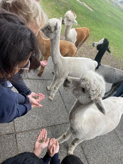 Alpakas fressen aus der Hand.