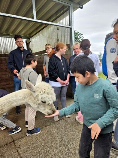 Ein Kind füttert ein Alpaka mit der Hand.