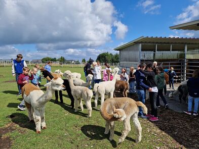 Viele Kinder und Jugendliche stehen mit einigen Alpakas auf einer Wiese.