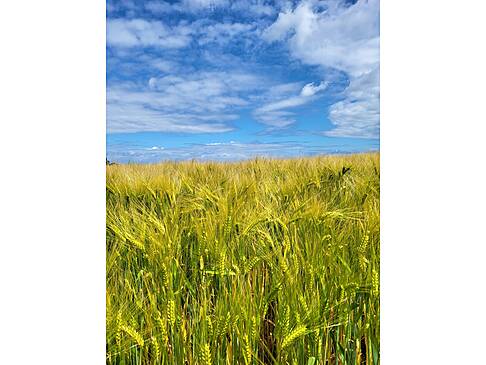 Eine Wiese mit blauem Himmel.