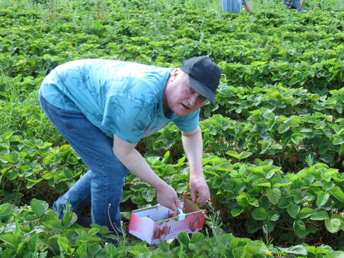 Ein Kunde pflückt Erdbeeren.