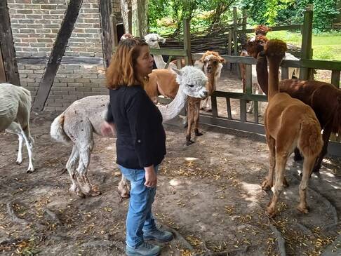 Eine Frau steht mit Alpakas zusammen.