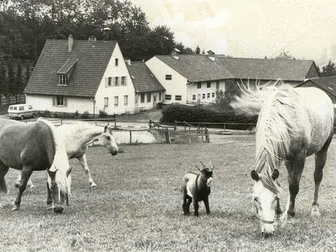 Tiere auf einer Weide.