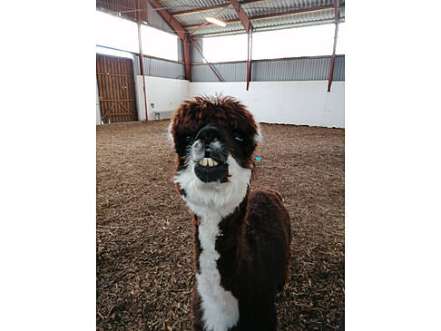 Ein Alpaka