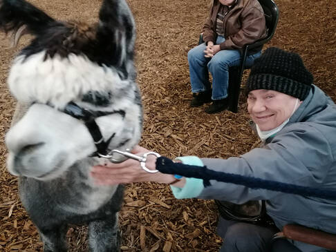 Eine Person streichelt ein Alpaka.
