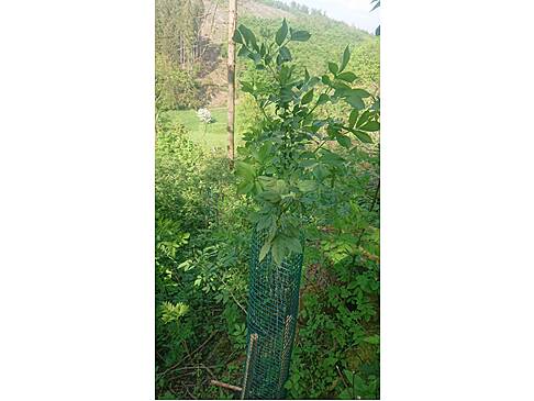 Ein Baum mit Bissschutzdraht