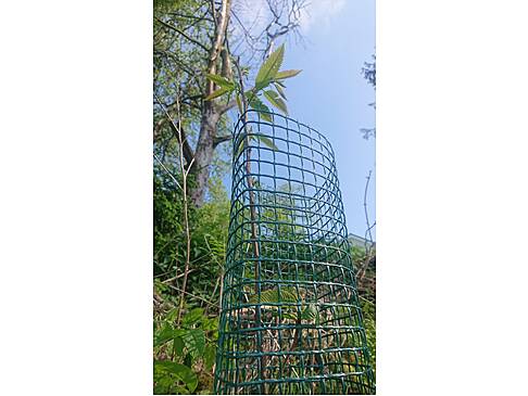 Ein frisch gepflanzter Baum