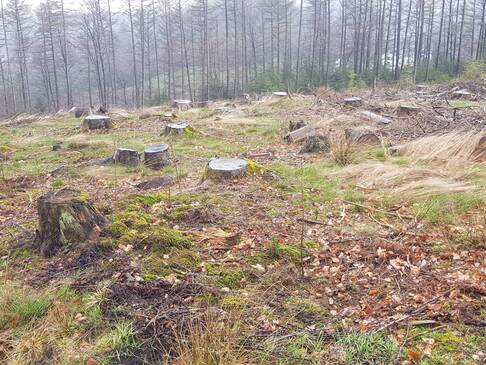 Eine ehemalige Waldfläche mit Baumstümpfen.