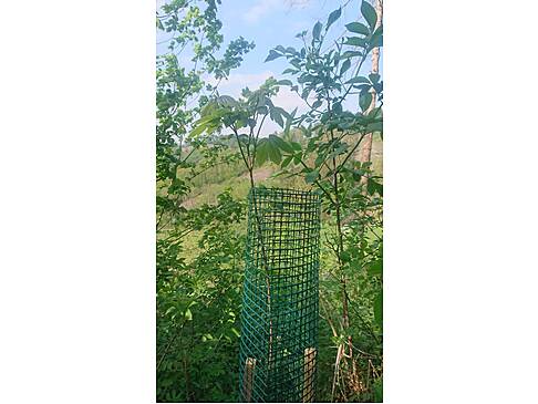 Ein junger Baum mit Bissschutzdraht
