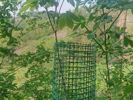 Ein junger Baum mit Bissschutzdraht