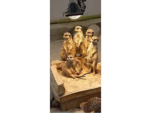 Erdmännchen unter einer Lampe.