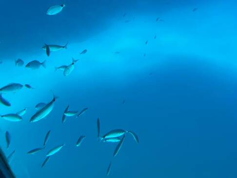 Unterwasserbild mit Fischen.