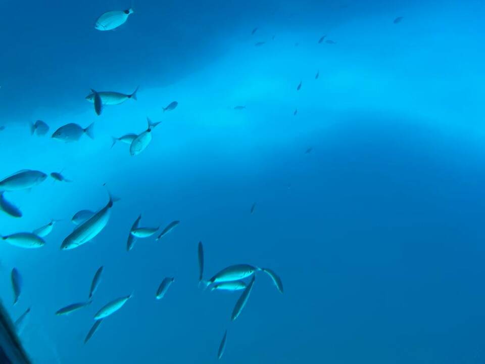 Unterwasserbild mit Fischen.