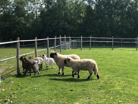 Schaafe und Ziegen auf einer Wiese.