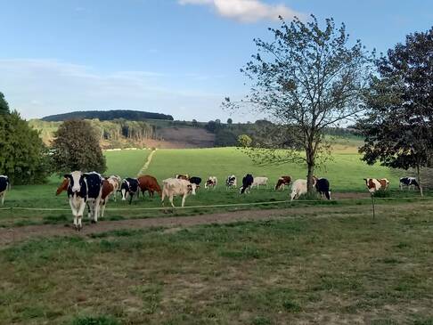 Kühe auf einer Wiese