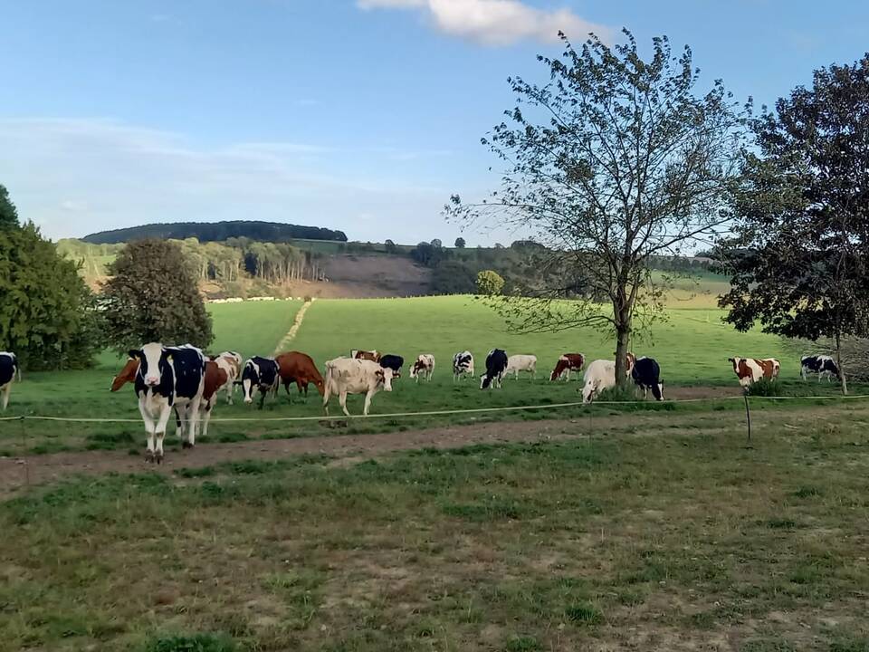 Kühe auf einer Wiese
