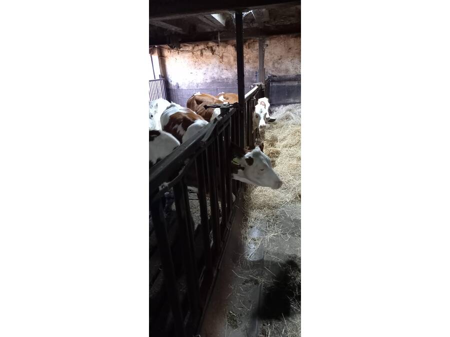 Kühe im Stall.
