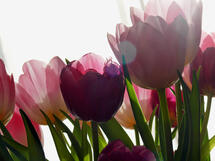 Bild by_Lupo_pixelio.de