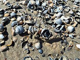 Der Sandstrand ist aus kurzer Entfernung zu sehen und mit zahlreichen Muscheln bedeckt. Die Muscheln sind unterschiedlich groß und haben graue, weiße, braune und schwarze Schalen.