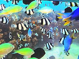 Ein Schwarm von Fischen wird in einer Nahaufnahme auf einer Leinwand gezeigt, darunter schwarz-weiß gestreifte Preußenfische und leuchtend gelbe Fische. Die Tiere schwimmen dicht gedrängt vor einem Korallenriff.