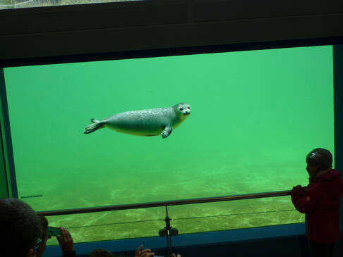 Eine Robbe im Aquarium.