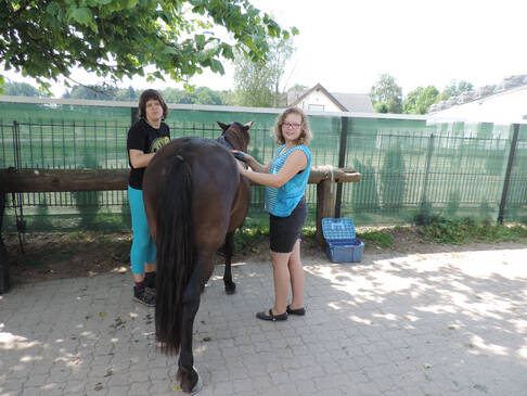 Zwei Frauen putzen ein Pferd.