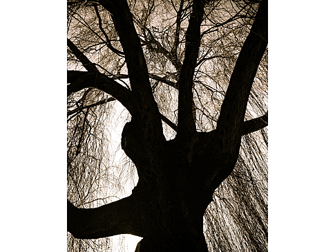 großer Baum ohne Blätter von unten in die Baumkrone gegen die Sonne fotografiert