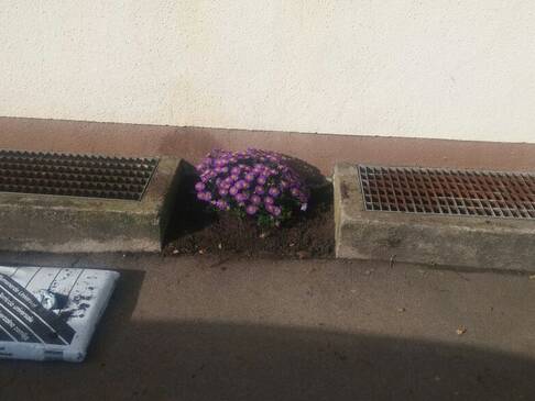 Eine eingepflanzte Blume.