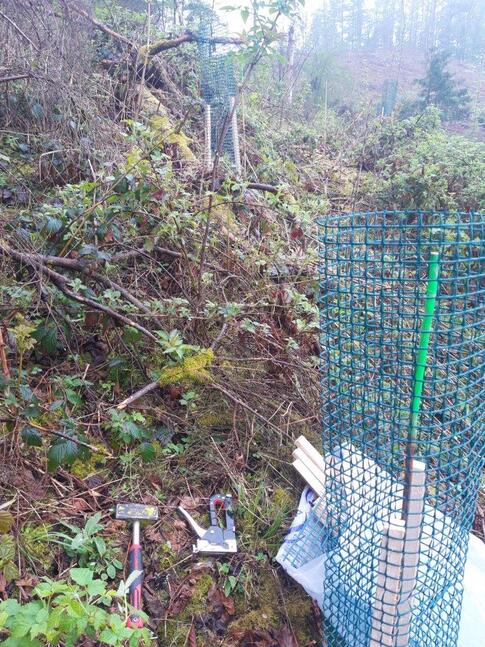 Eine Pflanzaktion an einem bewachsenen Hang. Im Vordergrund liegen Hammer und Tacker neben einer grünen Schutzhülle, die einen jungen Baum schützt. Eine Pflanzaktion an einem bewachsenen Hang. Im Vordergrund liegen Hammer und Tacker neben einer grünen Schutzhülle, die einen jungen Baum schützt.