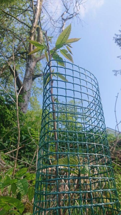 das Bild zeigt einen neu gepflanzten Baum